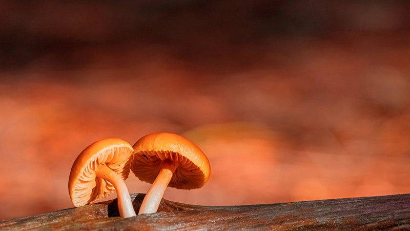 Curso Especialista en Micología