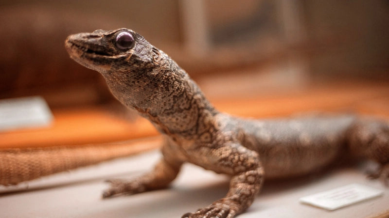 टैक्सीडर्मी में तकनीकी पाठ्यक्रम