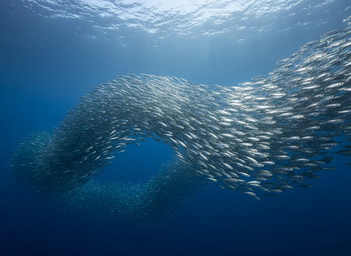 Behavioral Biology Course