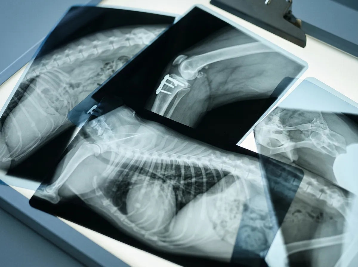 Curso de Radiología Veterinaria + 6 Créditos ECTS