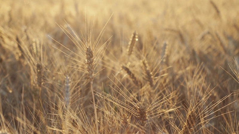 Course UF0267 Start-up and Maintenance of the Chainsaw